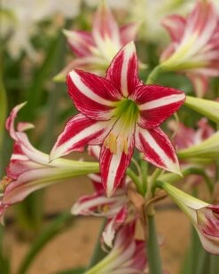 Amaryllis 'Santiago' -Beauty Flowers Shop amaryllis santiago 8