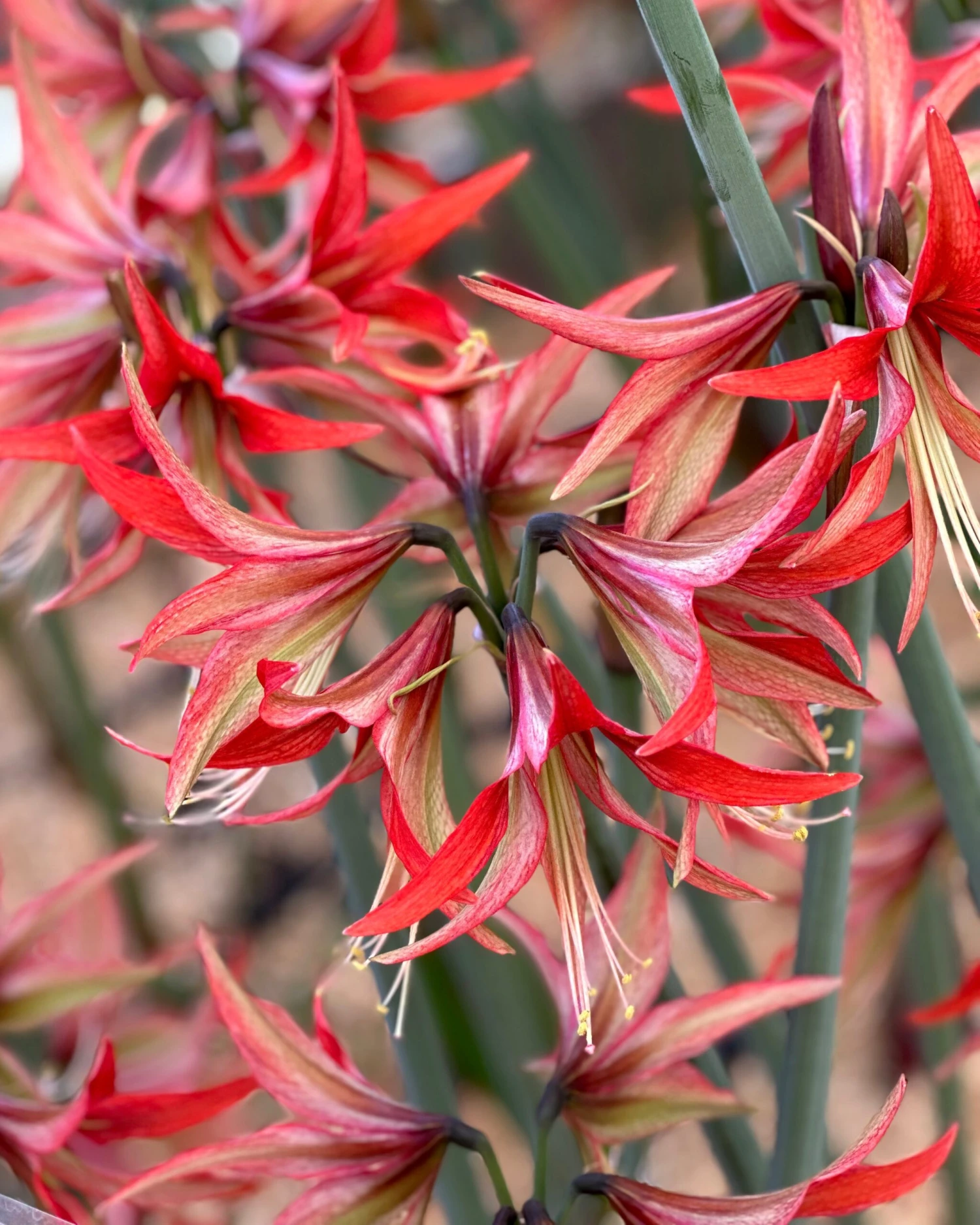 Amaryllis 'Sumatra' 4 Amaryllis 'Sumatra' - Image 2