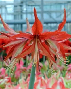 Amaryllis 'Sumatra' 15 Amaryllis 'Sumatra' -Beauty Flowers Shop amaryllis sumatra 1