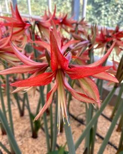 Amaryllis 'Sumatra' 20 Amaryllis 'Sumatra' -Beauty Flowers Shop amaryllis sumatra 1 fc3603c1 e314 4681 9782 ed22ee95e584