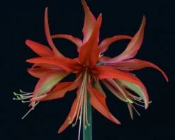 Amaryllis 'Sumatra' 18 Amaryllis 'Sumatra' -Beauty Flowers Shop amaryllis sumatra 2
