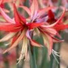 Amaryllis 'Sumatra' -Beauty Flowers Shop amaryllis sumatra 2 e3028823 9a22 457a a935 884c7756e0b5