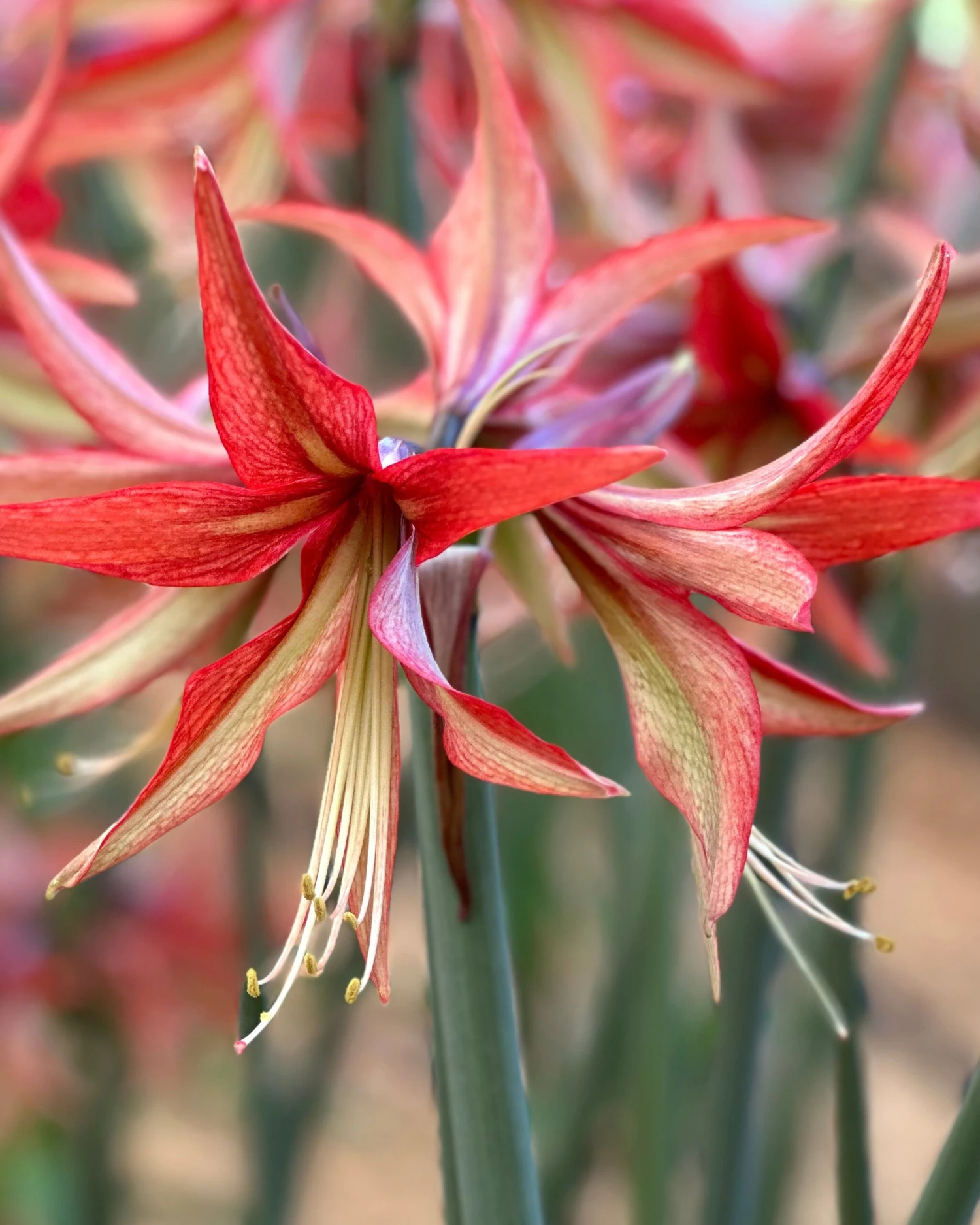 Amaryllis 'Sumatra' 3 Amaryllis 'Sumatra'