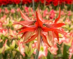 Amaryllis 'Sumatra' 16 Amaryllis 'Sumatra' -Beauty Flowers Shop amaryllis sumatra 3