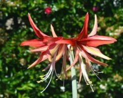 Amaryllis 'Sumatra' 22 Amaryllis 'Sumatra' -Beauty Flowers Shop amaryllis sumatra 4
