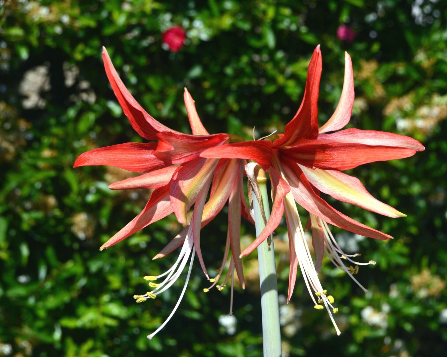 Amaryllis 'Sumatra' 12 Amaryllis 'Sumatra' - Image 10