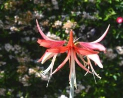 Amaryllis 'Sumatra' 19 Amaryllis 'Sumatra' -Beauty Flowers Shop amaryllis sumatra 5