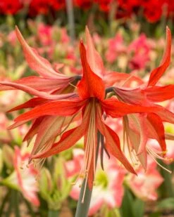Amaryllis 'Sumatra' 23 Amaryllis 'Sumatra' -Beauty Flowers Shop amaryllis sumatra 6
