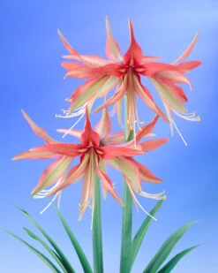 Amaryllis 'Sumatra' 21 Amaryllis 'Sumatra' -Beauty Flowers Shop amaryllis sumatra 7
