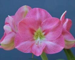 Amaryllis 'Susan' -Beauty Flowers Shop amaryllis susan 2