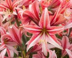 Amaryllis 'Sweet Lilian' -Beauty Flowers Shop amaryllis sweet lilian 1