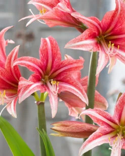 Amaryllis 'Sweet Lilian' -Beauty Flowers Shop amaryllis sweet lilian 10
