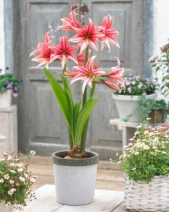 Amaryllis 'Sweet Lilian' -Beauty Flowers Shop amaryllis sweet lilian 11