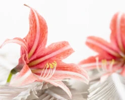 Amaryllis 'Sweet Lilian' -Beauty Flowers Shop amaryllis sweet lilian 12