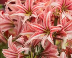 Amaryllis 'Sweet Lilian' -Beauty Flowers Shop amaryllis sweet lilian 2