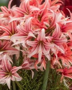Amaryllis 'Sweet Lilian' -Beauty Flowers Shop amaryllis sweet lilian 3