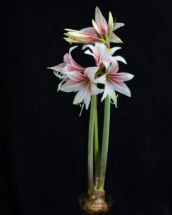Amaryllis 'Sweet Lilian' -Beauty Flowers Shop amaryllis sweet lilian 4