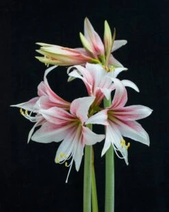 Amaryllis 'Sweet Lilian' -Beauty Flowers Shop amaryllis sweet lilian 5