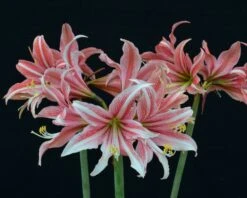 Amaryllis 'Sweet Lilian' -Beauty Flowers Shop amaryllis sweet lilian 6