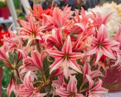 Amaryllis 'Sweet Lilian' -Beauty Flowers Shop amaryllis sweet lilian 7