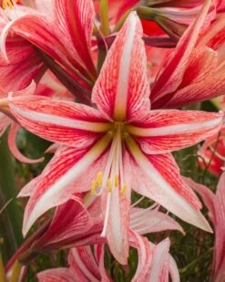 Amaryllis 'Sweet Lilian' -Beauty Flowers Shop amaryllis sweet lilian 8