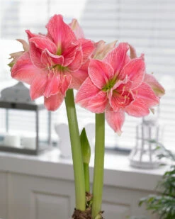 Amaryllis 'Sweet Nymph' -Beauty Flowers Shop amaryllis sweet nymph 1