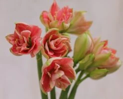 Amaryllis 'Sweet Nymph' -Beauty Flowers Shop amaryllis sweet nymph 10