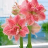 Amaryllis 'Sweet Nymph' 2 Amaryllis 'Sweet Nymph' -Beauty Flowers Shop amaryllis sweet nymph 2