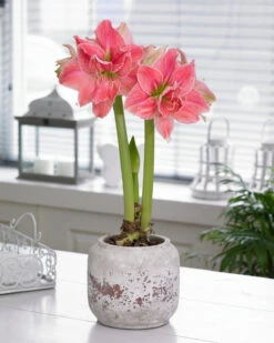 Amaryllis 'Sweet Nymph' -Beauty Flowers Shop amaryllis sweet nymph 3