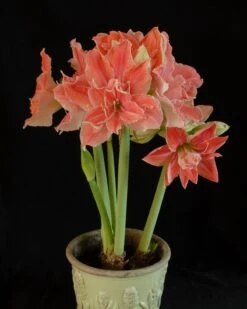 Amaryllis 'Sweet Nymph' -Beauty Flowers Shop amaryllis sweet nymph 4
