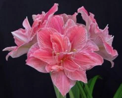 Amaryllis 'Sweet Nymph' -Beauty Flowers Shop amaryllis sweet nymph 5