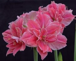 Amaryllis 'Sweet Nymph' -Beauty Flowers Shop amaryllis sweet nymph 6