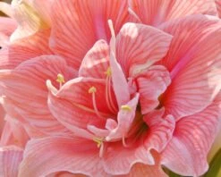 Amaryllis 'Sweet Nymph' -Beauty Flowers Shop amaryllis sweet nymph 7