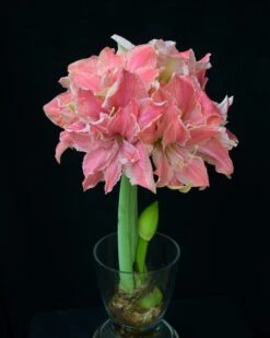 Amaryllis 'Sweet Nymph' -Beauty Flowers Shop amaryllis sweet nymph 8