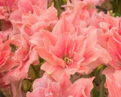 Amaryllis 'Sweet Nymph' -Beauty Flowers Shop amaryllis sweet nymph 9