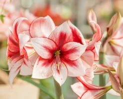 Amaryllis 'Temptation' 11 Amaryllis 'Temptation' -Beauty Flowers Shop amaryllis temptation 0