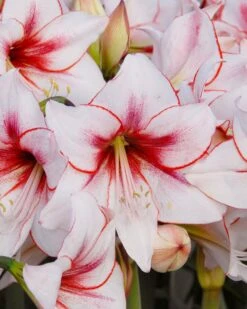 Amaryllis 'Temptation' 12 Amaryllis 'Temptation' -Beauty Flowers Shop amaryllis temptation 1