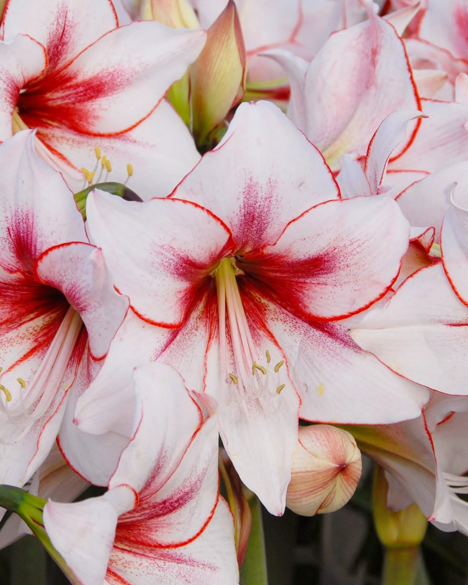 Amaryllis 'Temptation' 7 Amaryllis 'Temptation' - Image 5