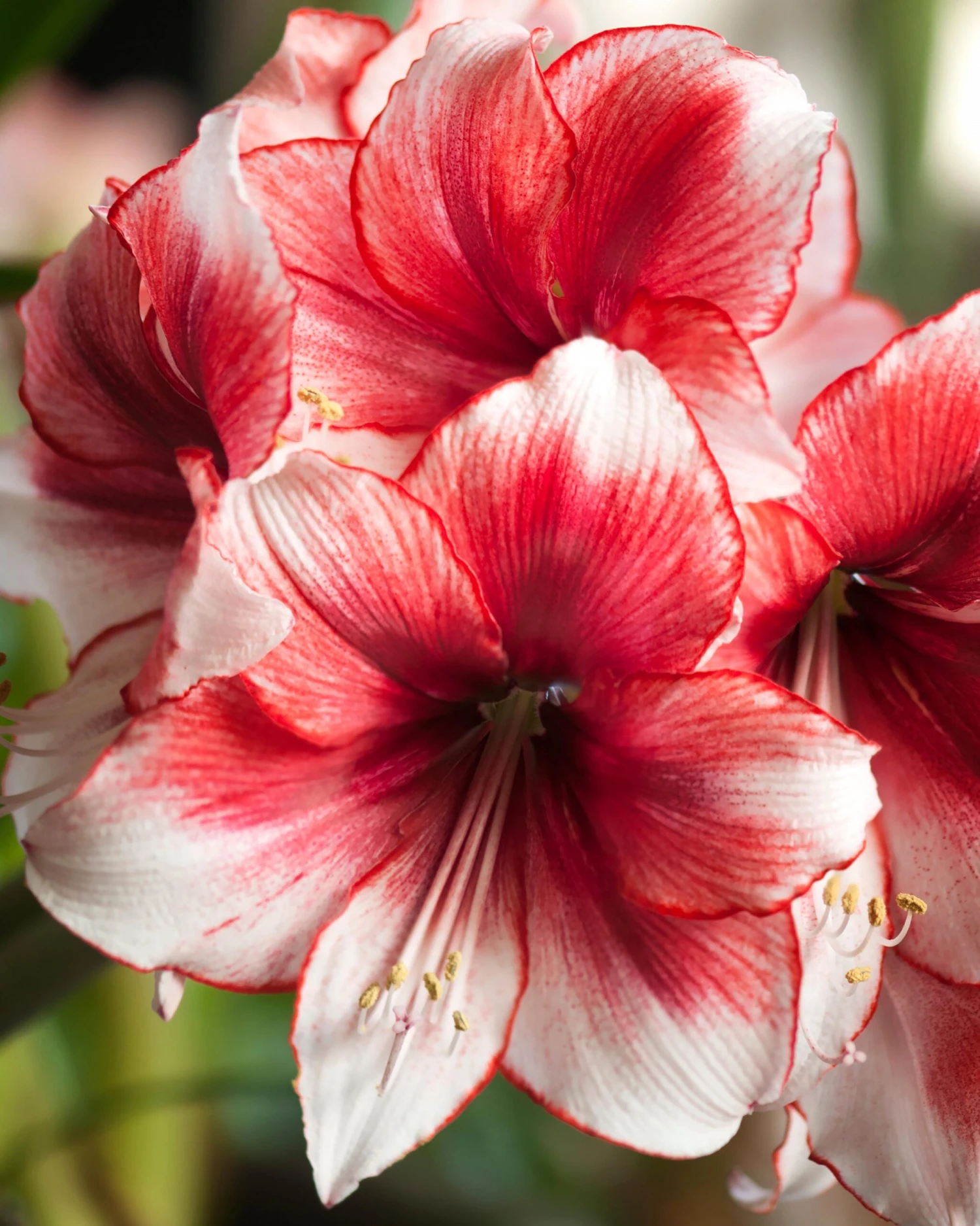 Amaryllis 'Temptation' 4 Amaryllis 'Temptation' - Image 2