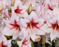 Amaryllis 'Temptation' 10 Amaryllis 'Temptation' -Beauty Flowers Shop amaryllis temptation 2