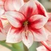 Amaryllis 'Temptation' 2 Amaryllis 'Temptation' -Beauty Flowers Shop amaryllis temptation 2 9fb3eab2 452a 4246 b259 3963d827adc5
