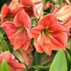 Amaryllis 'Terra Cotta Star'