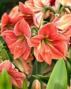 Featured Products 5 Amaryllis 'Terra Cotta Star'