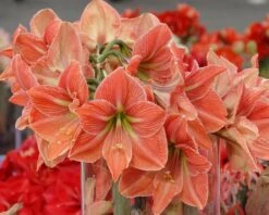 Featured Products -Beauty Flowers Shop amaryllis terra cotta star 1