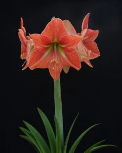 Amaryllis 'Terra Cotta Star' 14 Amaryllis 'Terra Cotta Star' -Beauty Flowers Shop amaryllis terra cotta star 2