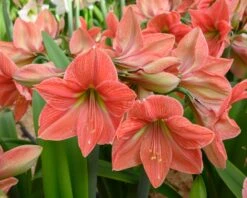 Amaryllis 'Terra Cotta Star' 15 Amaryllis 'Terra Cotta Star' -Beauty Flowers Shop amaryllis terra cotta star 3