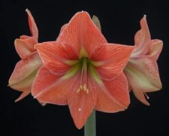 Amaryllis 'Terra Cotta Star' 16 Amaryllis 'Terra Cotta Star' -Beauty Flowers Shop amaryllis terra cotta star 4