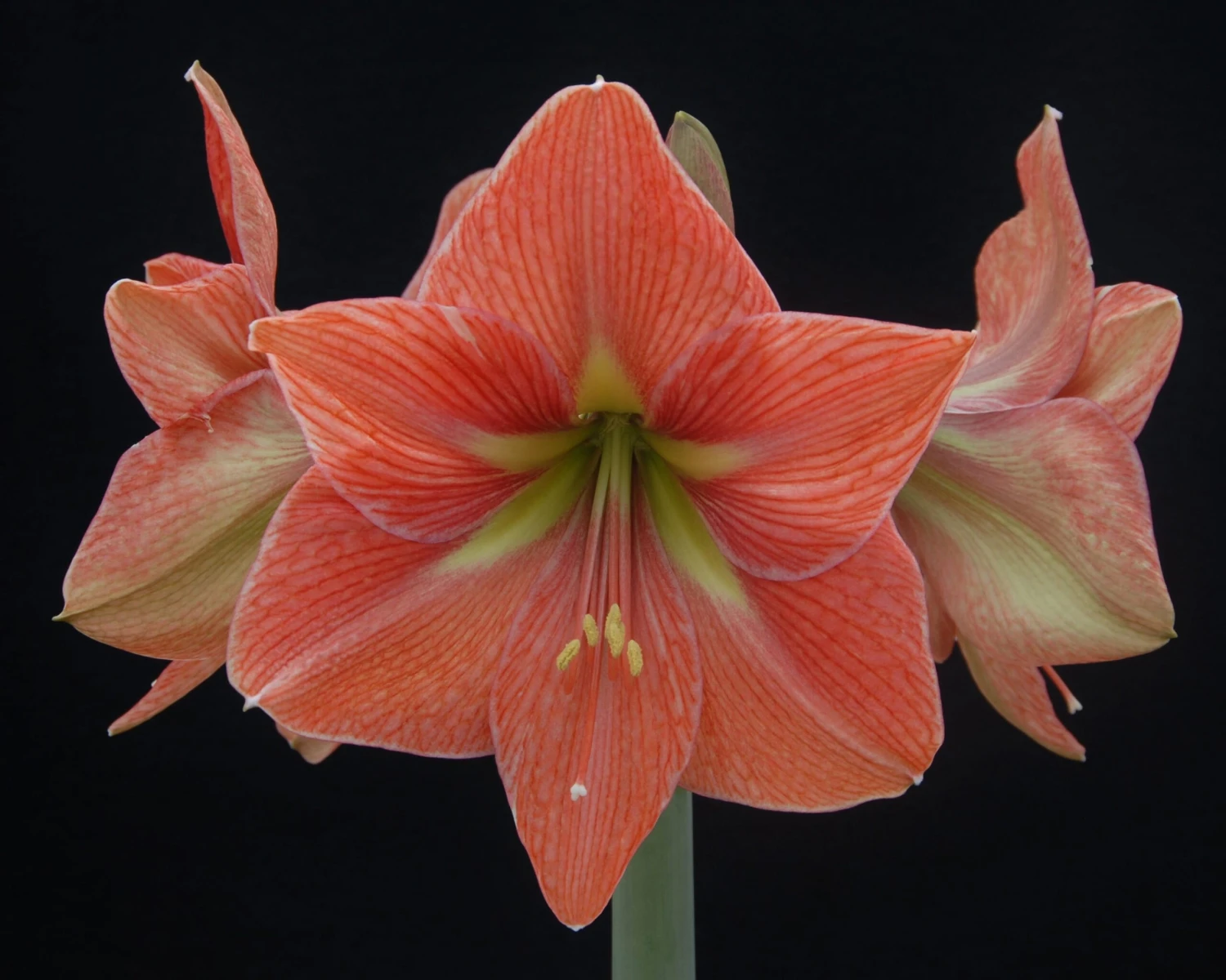 Amaryllis 'Terra Cotta Star' 9 Amaryllis 'Terra Cotta Star' - Image 7