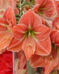 Amaryllis 'Terra Cotta Star' 13 Amaryllis 'Terra Cotta Star' -Beauty Flowers Shop amaryllis terra cotta star 5