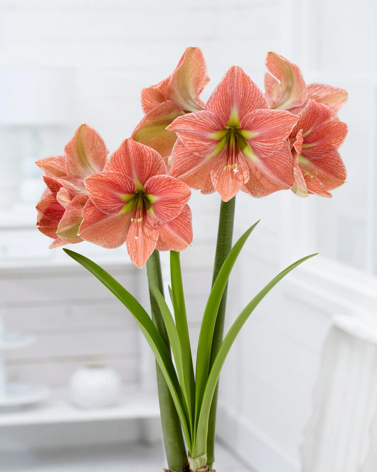 Amaryllis 'Terra Cotta Star' 5 Amaryllis 'Terra Cotta Star' - Image 3